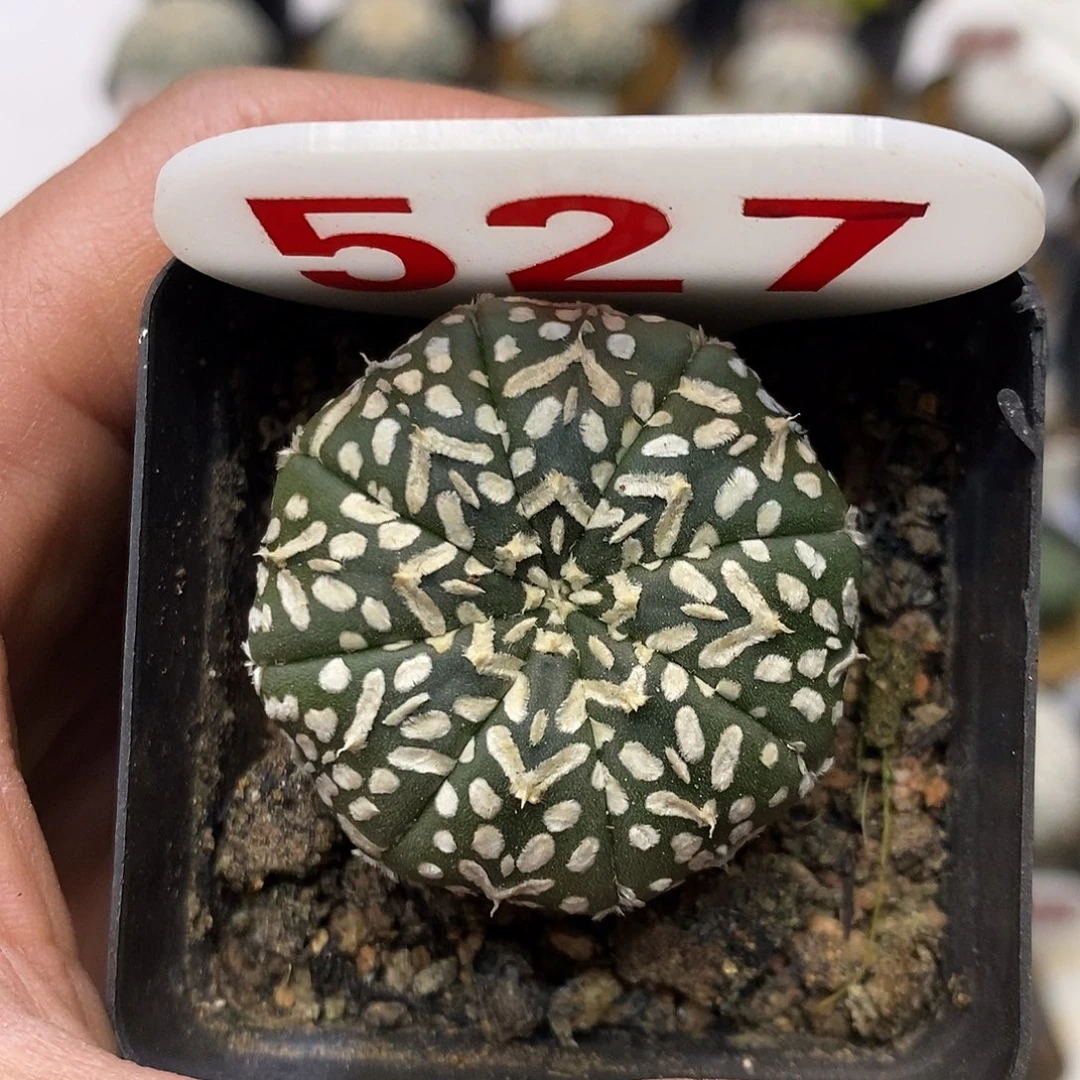 527福利特价来了打特价