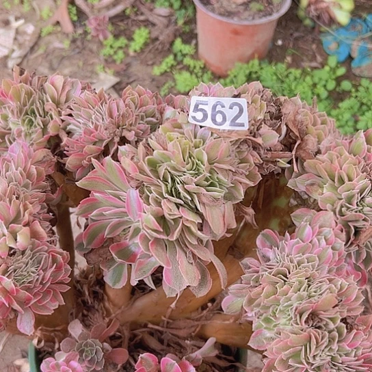 (***陌多肉植物一个女巫追