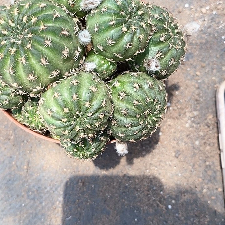 紫粉丽花仙人球35678