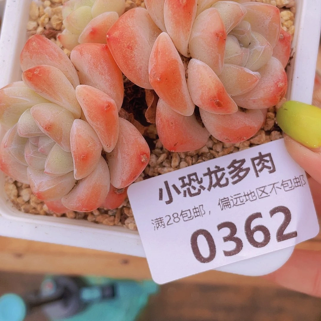 0362无砍冰玉3投