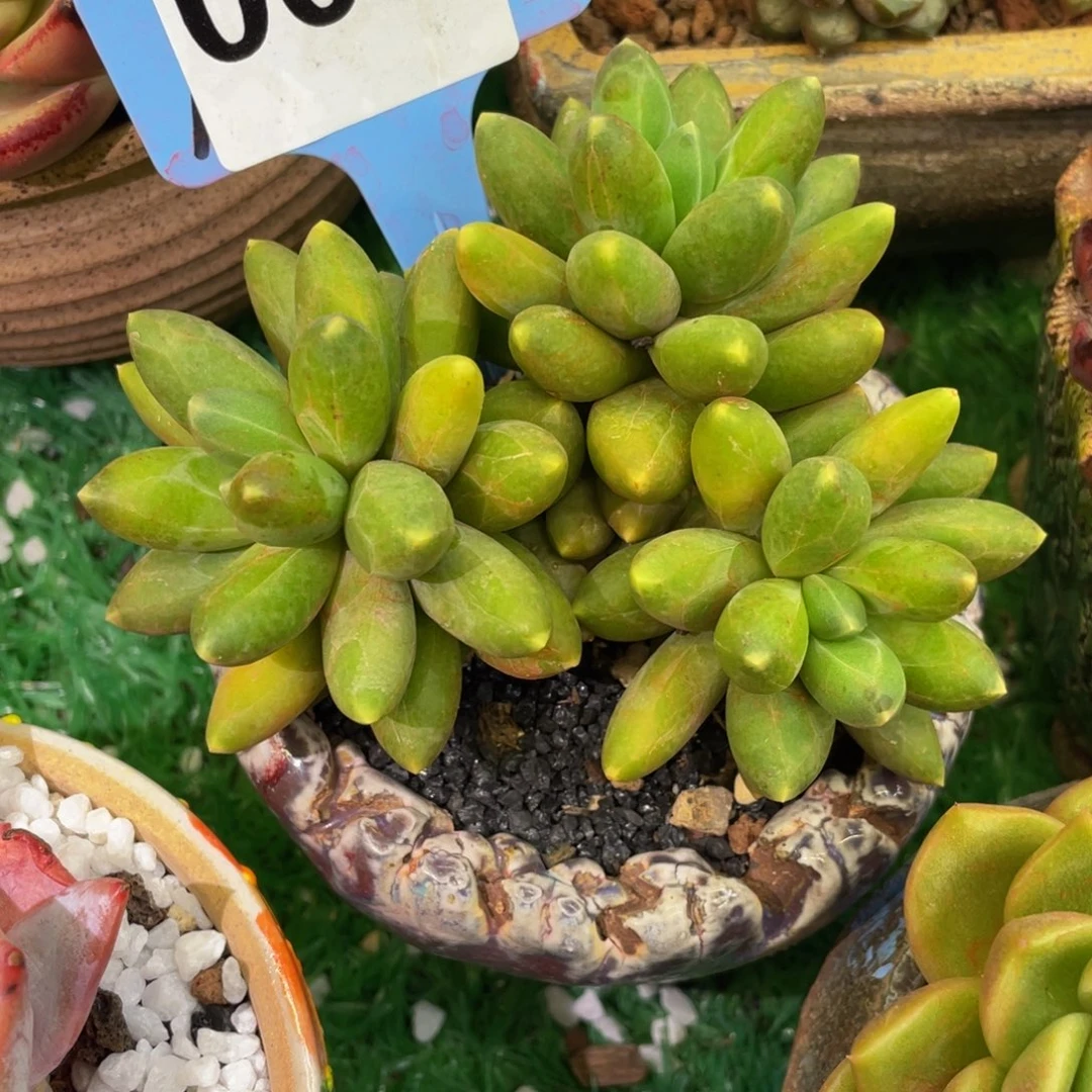 千代田多肉植物盆栽多肉