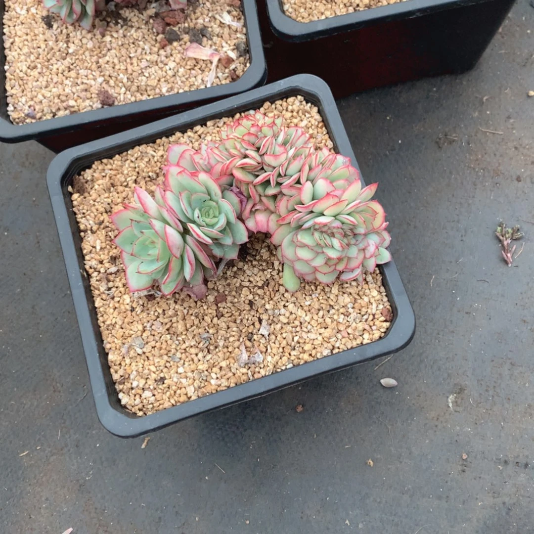 多肉植物多肉植物