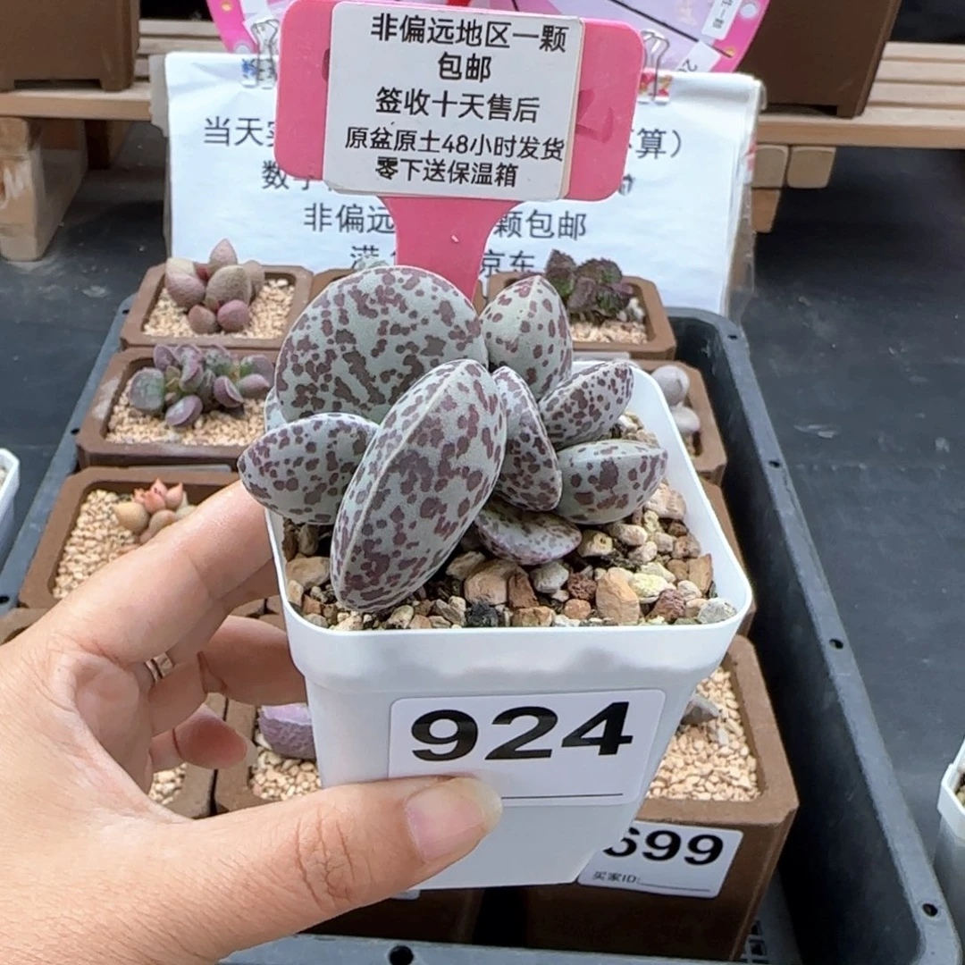隔****?924花旦多肉植物