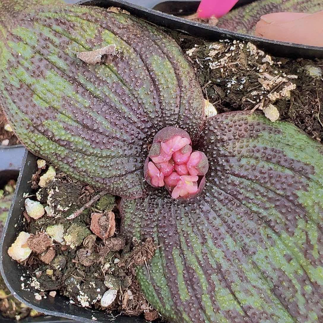 紫镜19包邮多肉植物