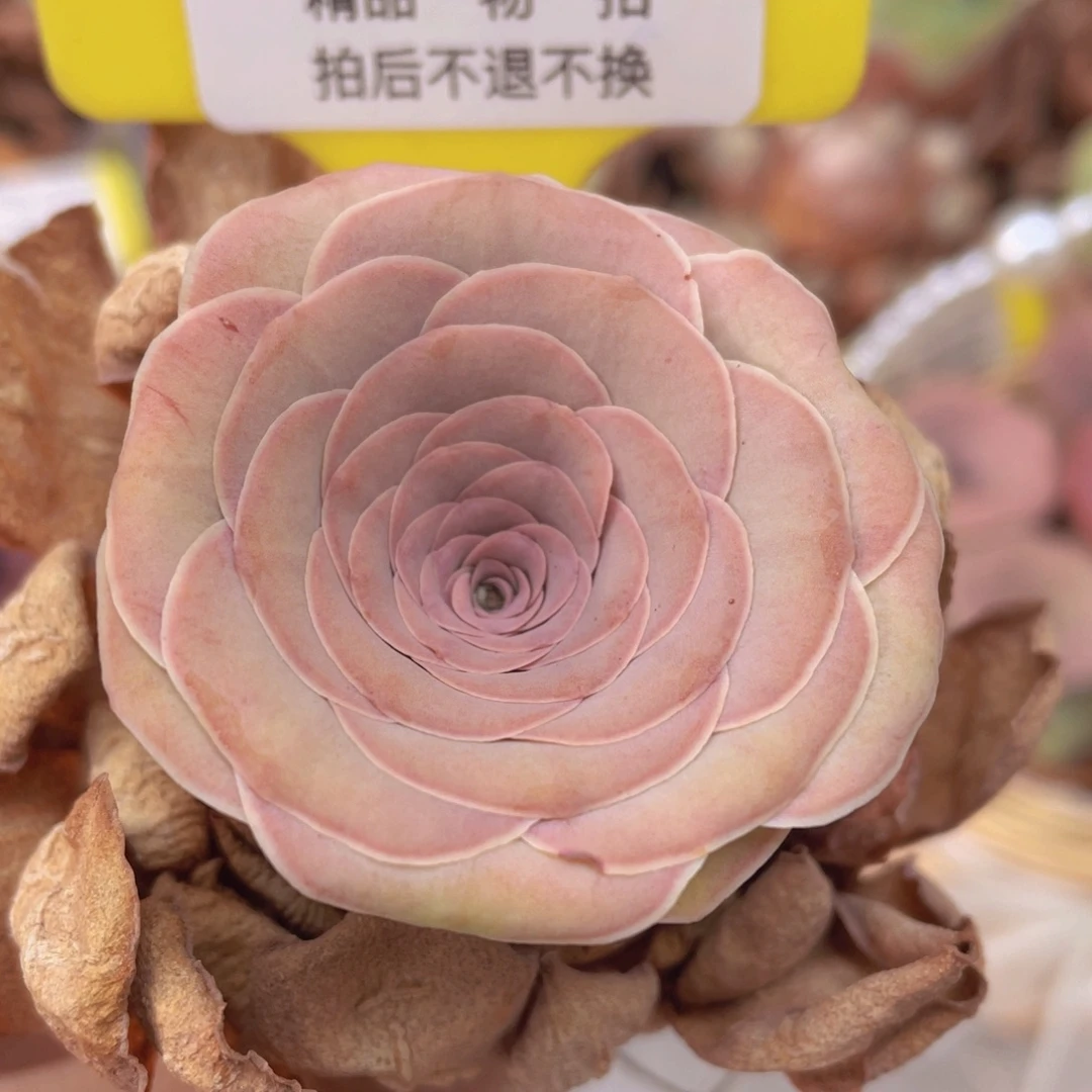 山地玫瑰Z720断枝不包损不售后