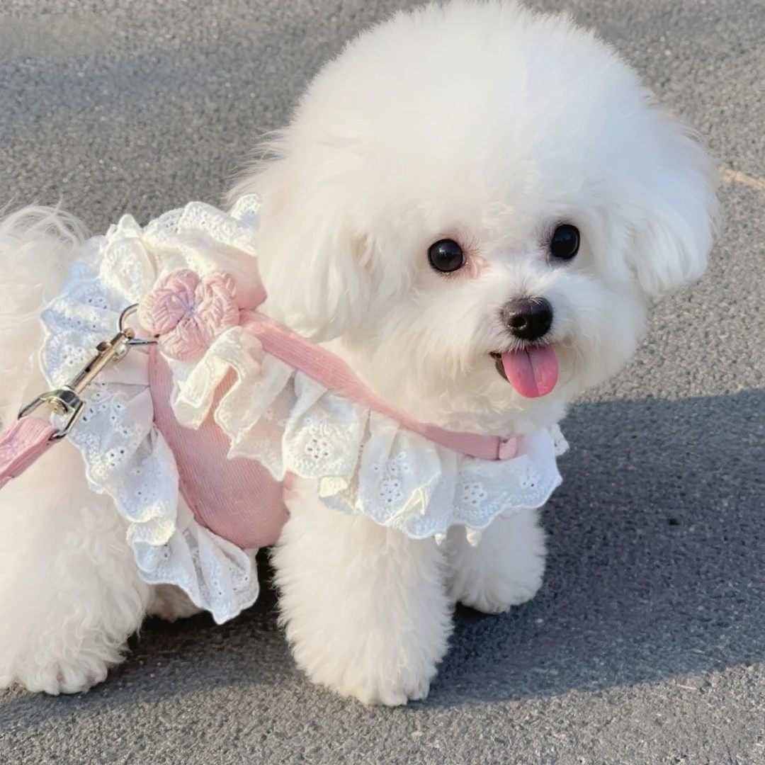 狗狗牵引绳可爱JK胸背带衣服通用牵引绳比熊泰迪小型犬外出防挣脱