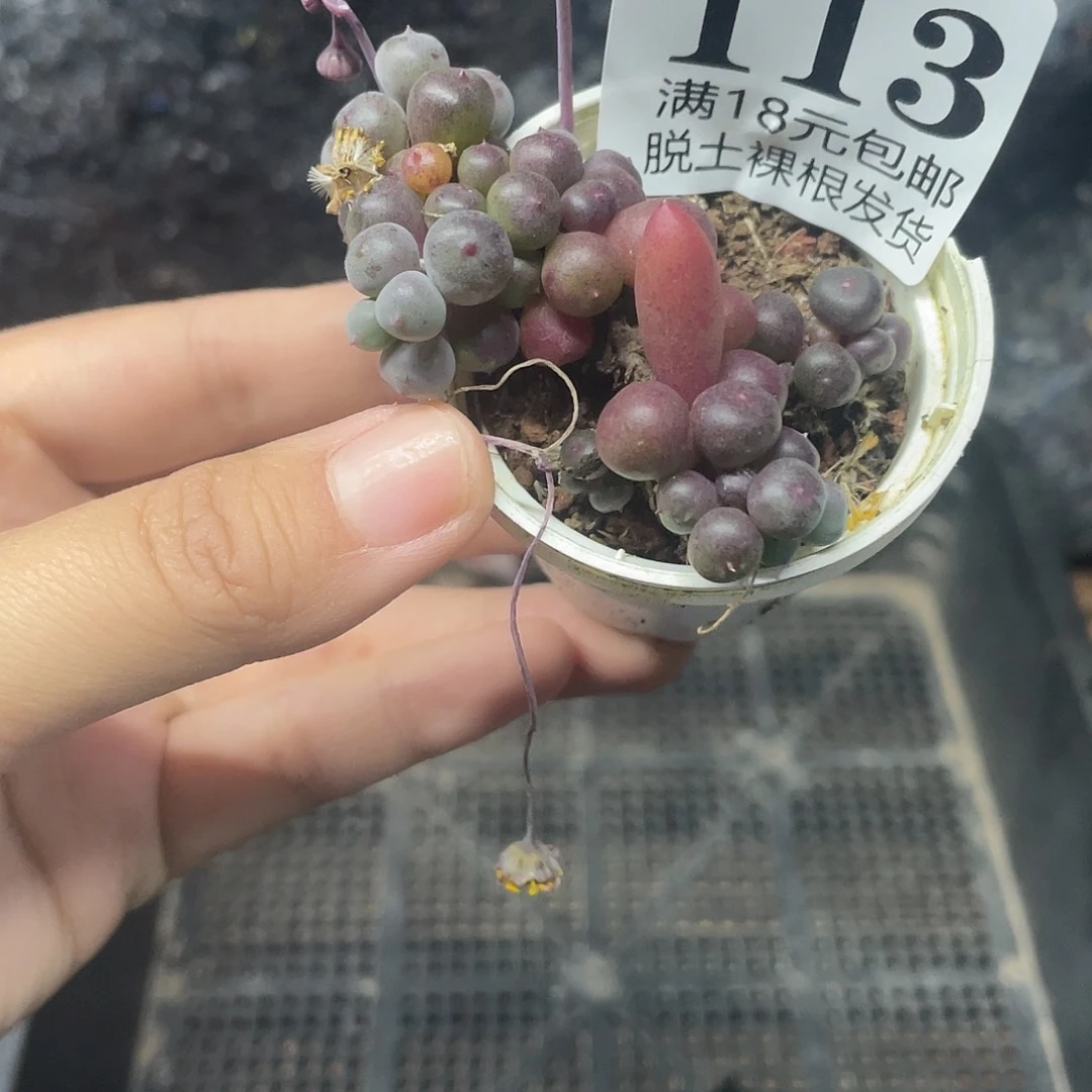 113葡萄紫玄月（满18元包邮）