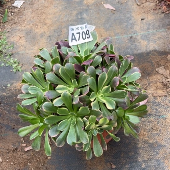 709金丝雀不包断枝