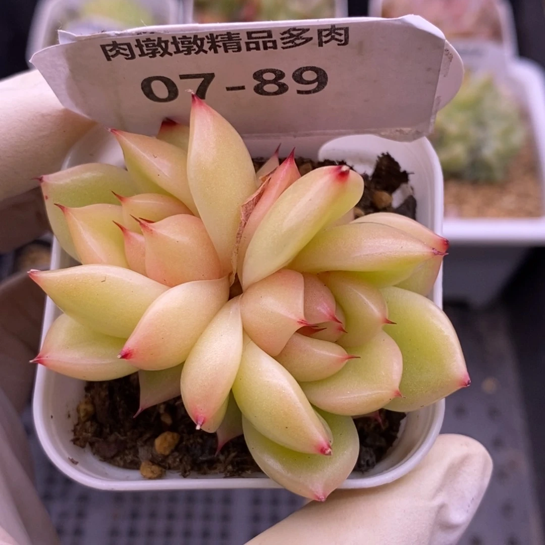【闪购商品】07-89玉玲珑