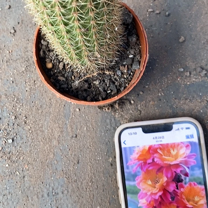 时光毛花毛花346778