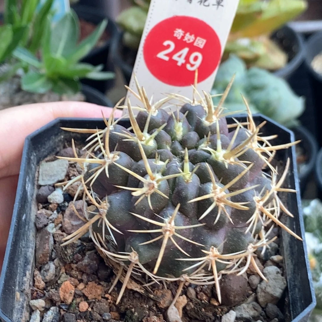 实生特选豪刺登阳丸4.5cm