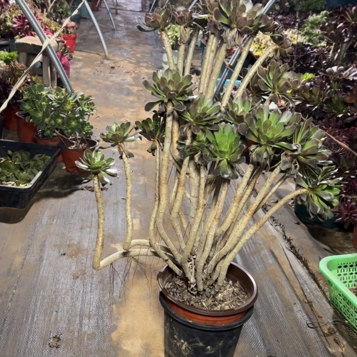 40灰法师多肉多肉多肉