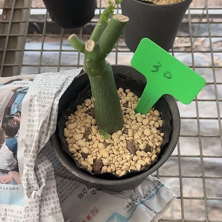 当前无花朵，栽培后可花朵x*y