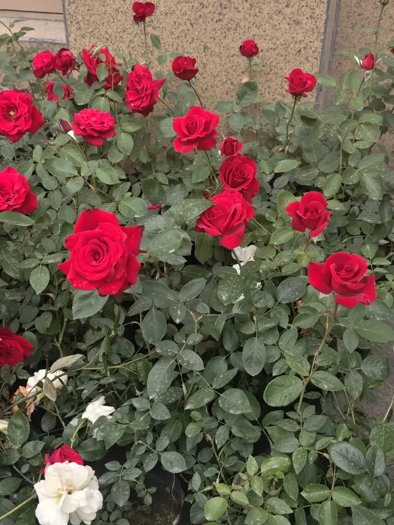 【新疆包邮】280 盆月季（简易花盆）  好养 北方过冬