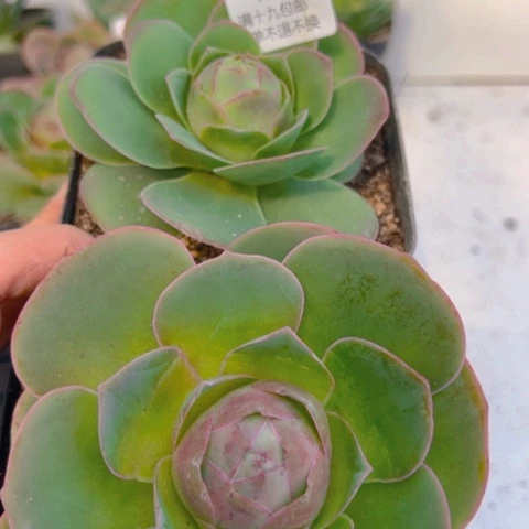 781 山地玫瑰基地