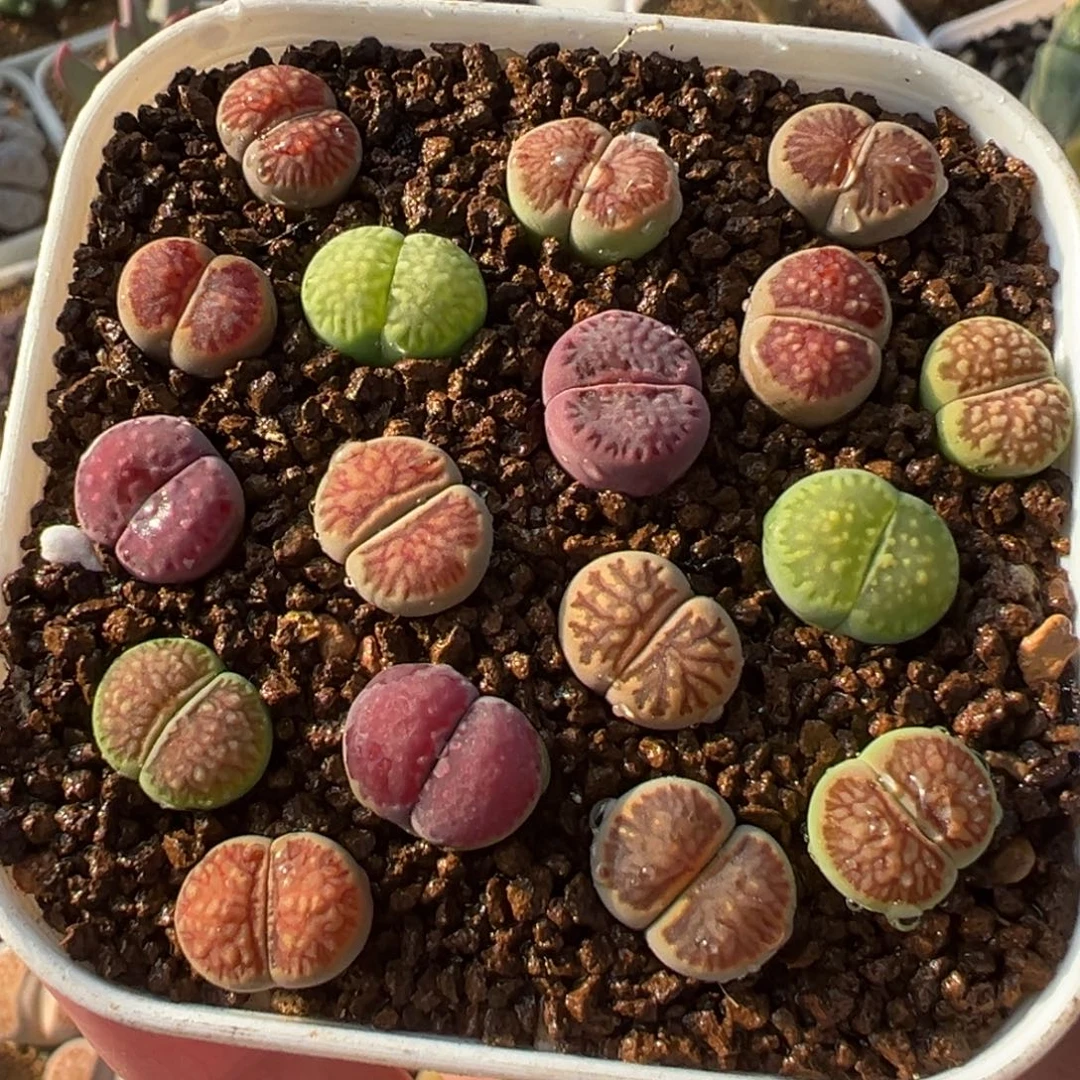 一组福利菊寿丽组合多肉