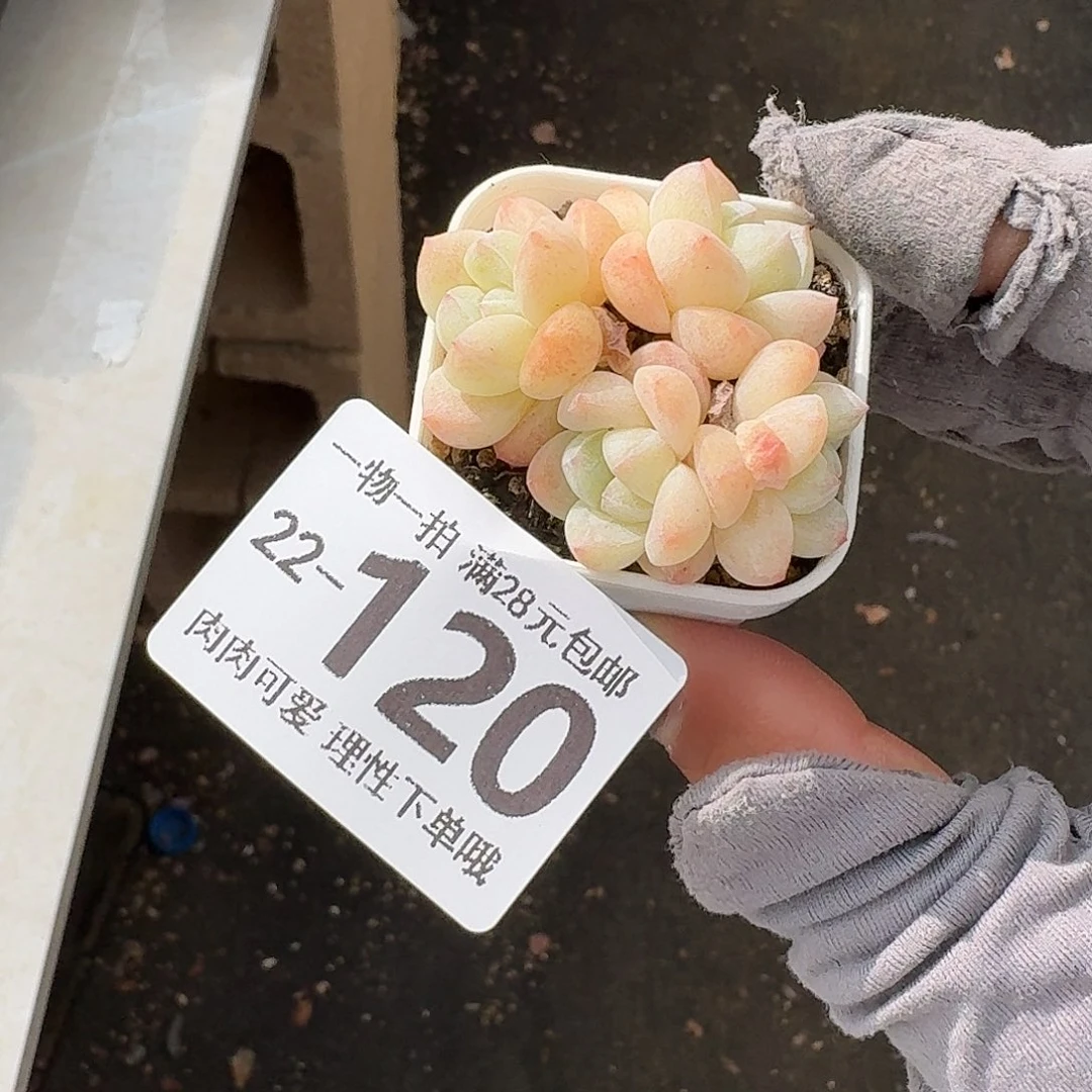 冰玉无盆土发货发货