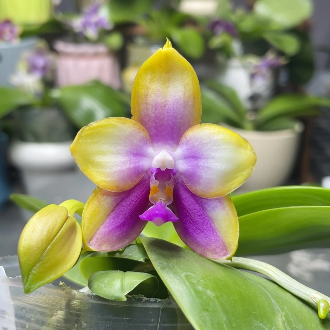 完全开放龙玛丽，2.5杯开花株