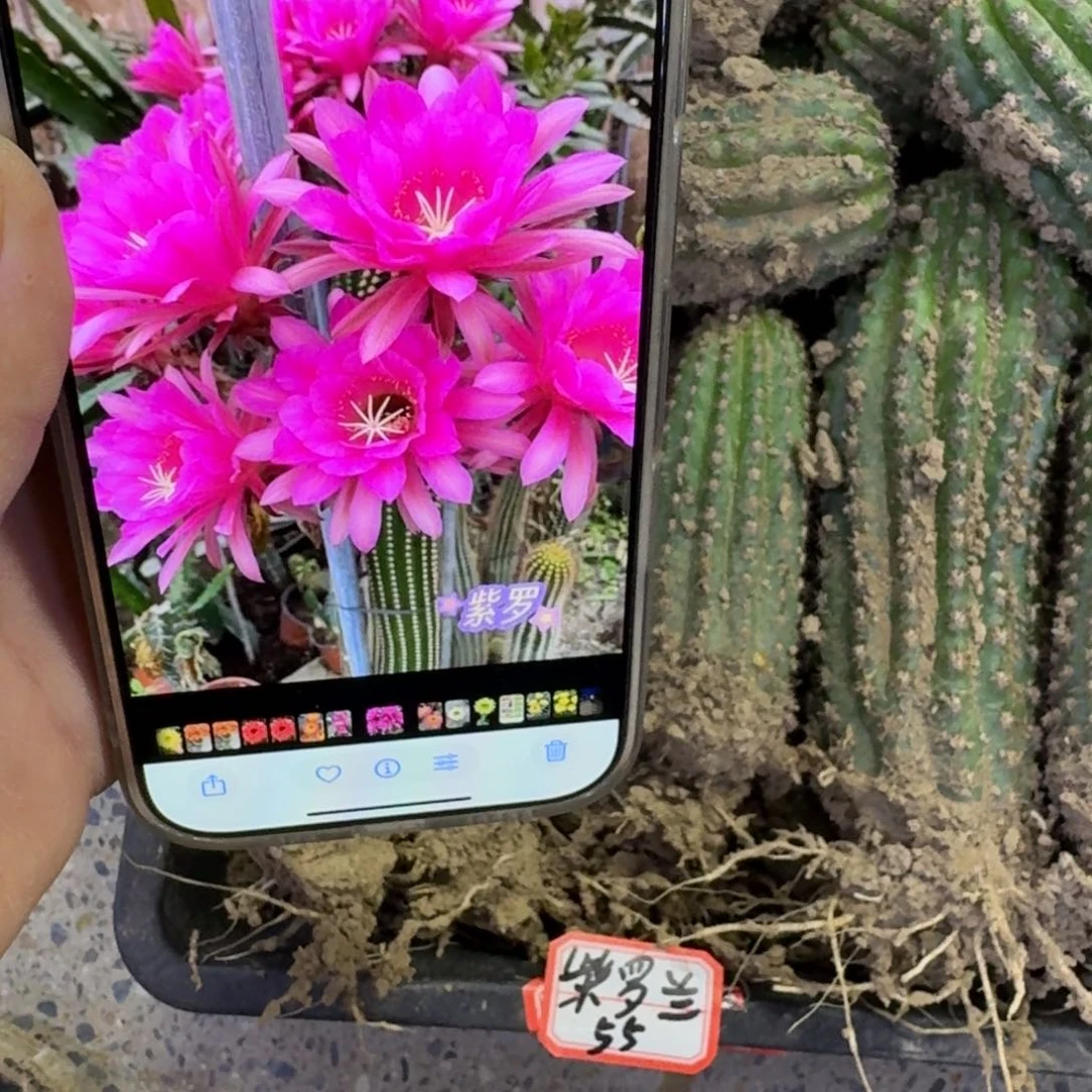 217金妞紫罗兰根脱土发货斑6公分左右，20包邮