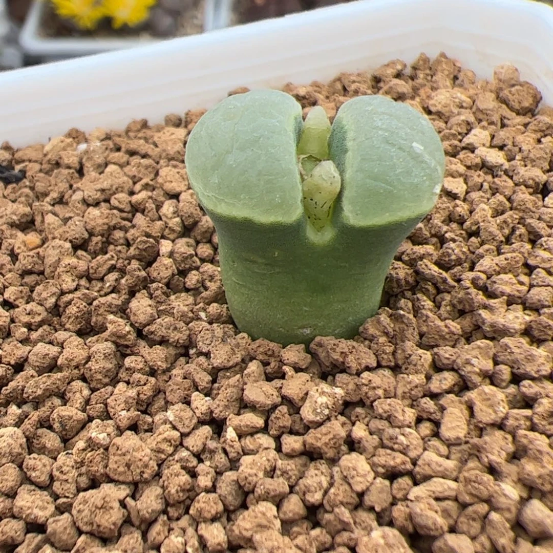 极窗多肉植物多肉植物
