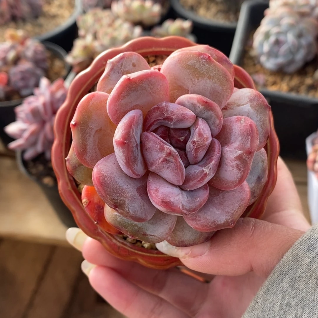 l****a哈哈哈哈给哈哈哈哈