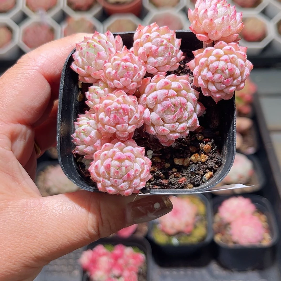 乐25-44 小粉梅不包整