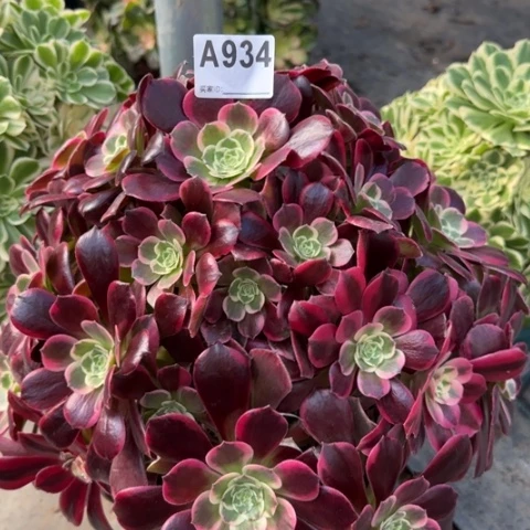 934金丝雀35厘米左右