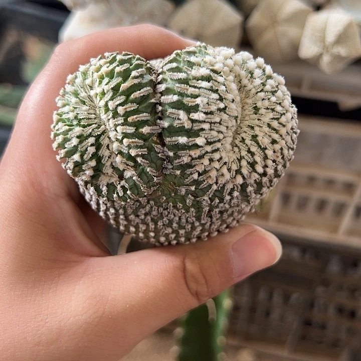 苗接精巧殿缀化仙人球426号