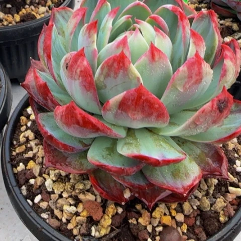 组合套餐编号36号