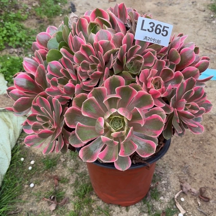 瑞妈多肉园艺365女妖