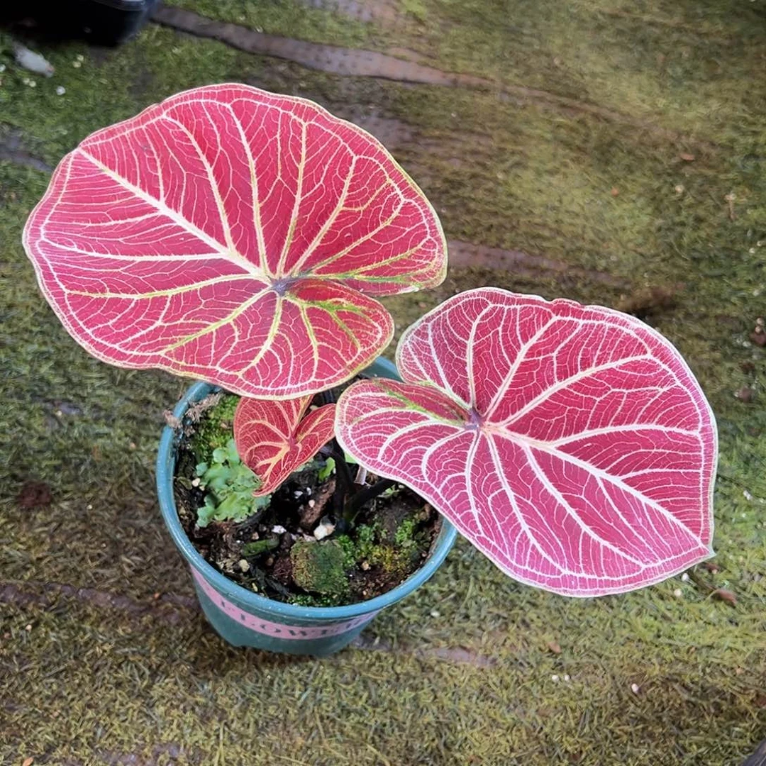 无花朵泰彩福利养定53