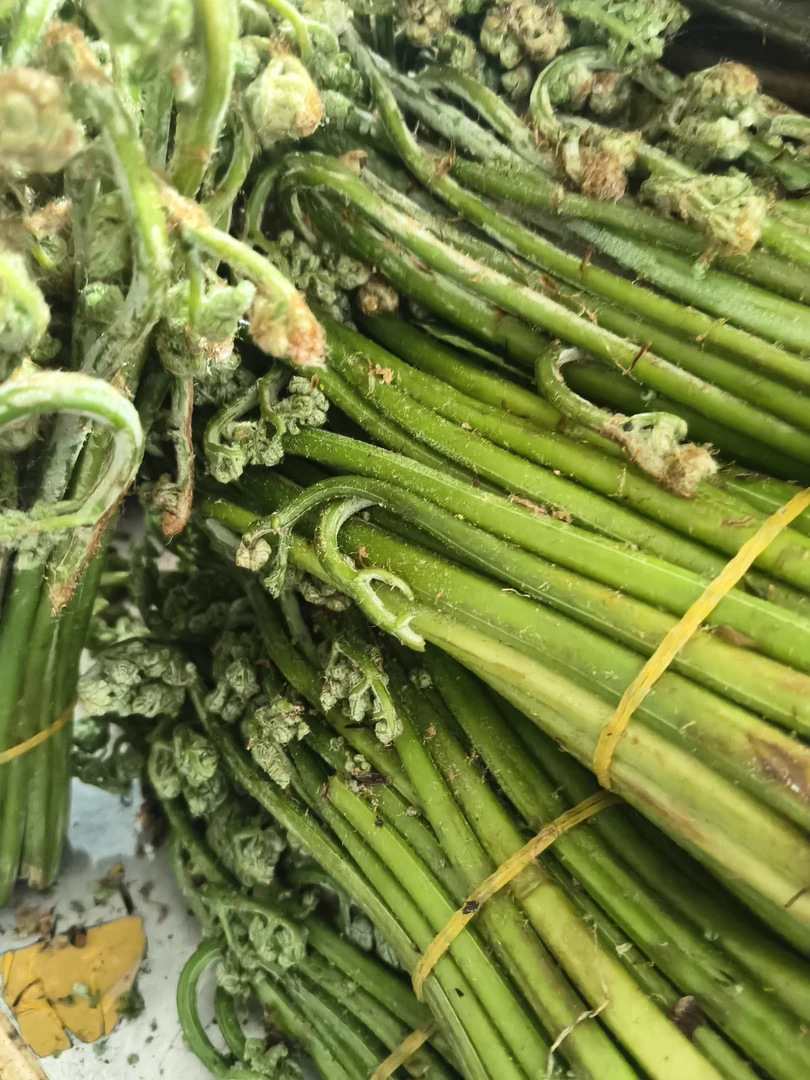 长白山松树镇野生蕨菜！可以炒吃！
