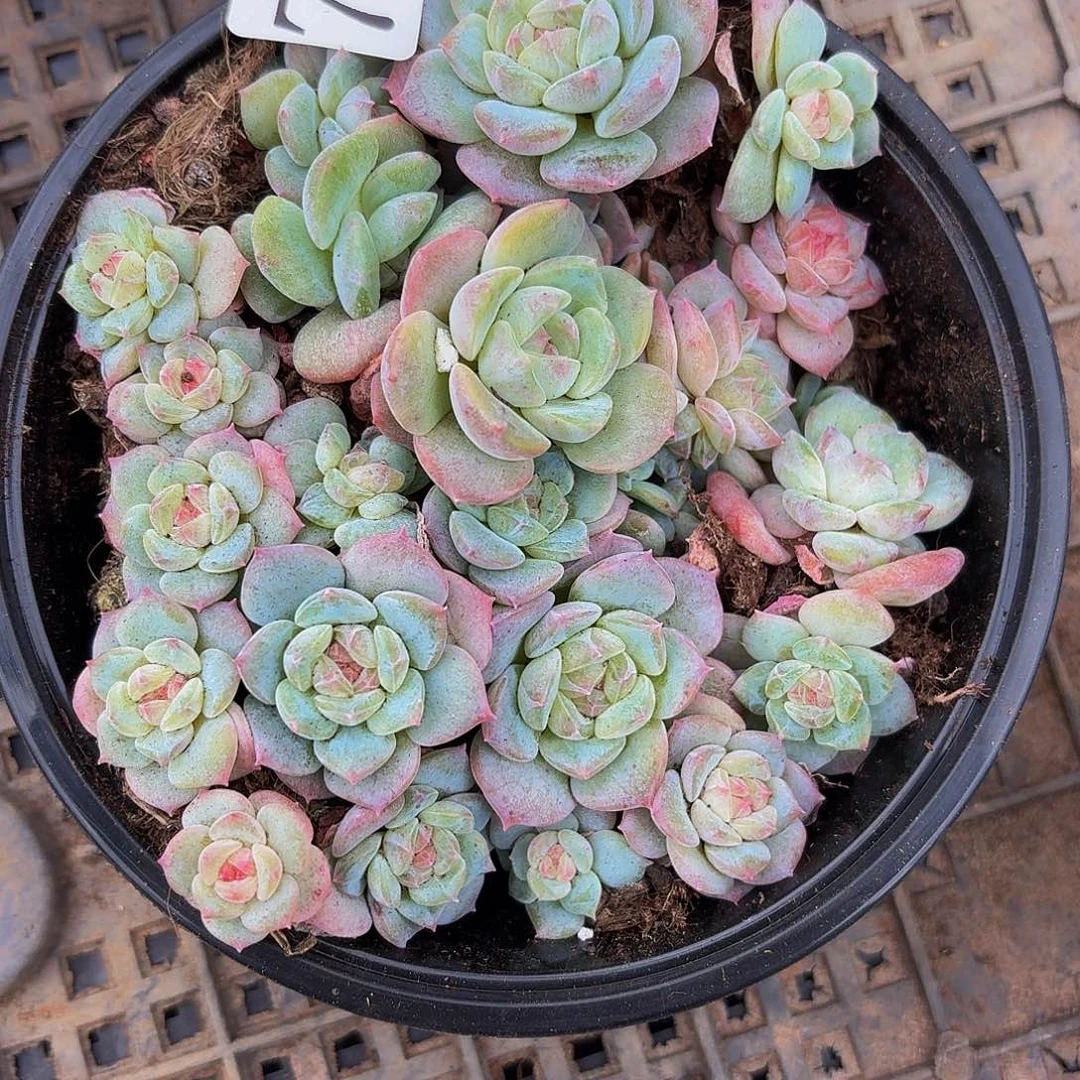 多肉植物多肉植物790