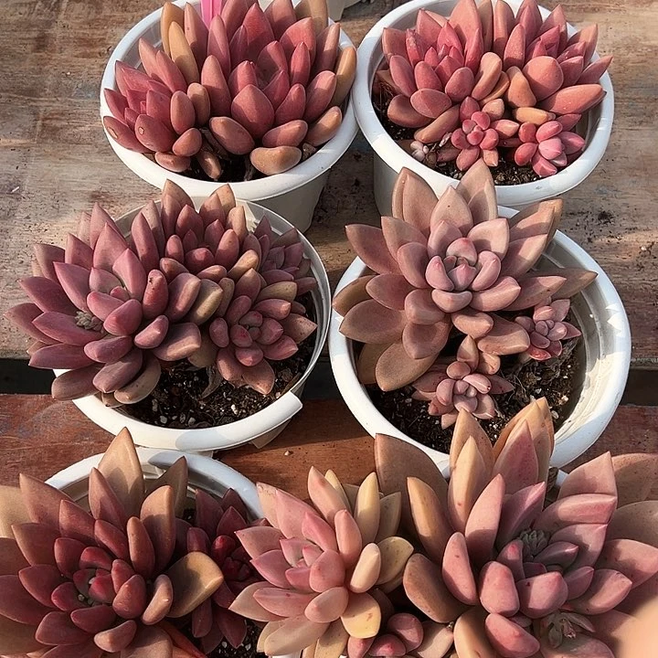 5.51初音杂一个脱土