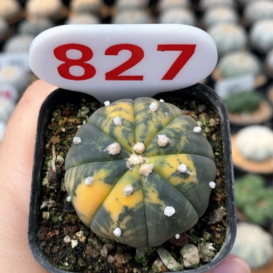 827兜锦系列产品福利