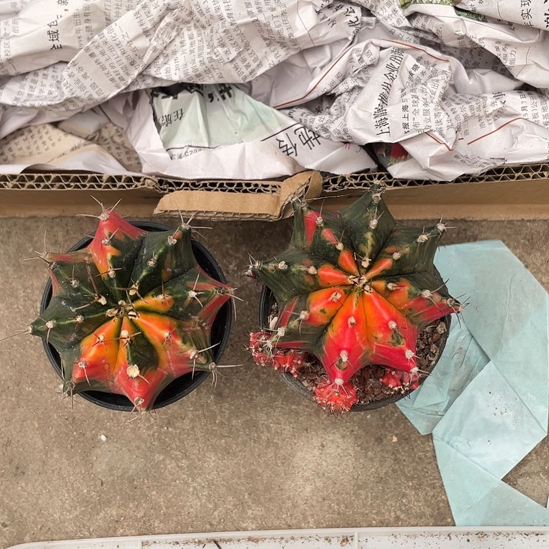 013牡丹锦两颗（满18元包邮）