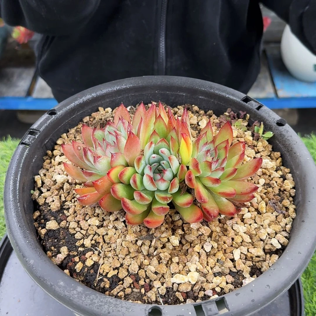 多肉植物不带盆多肉植物