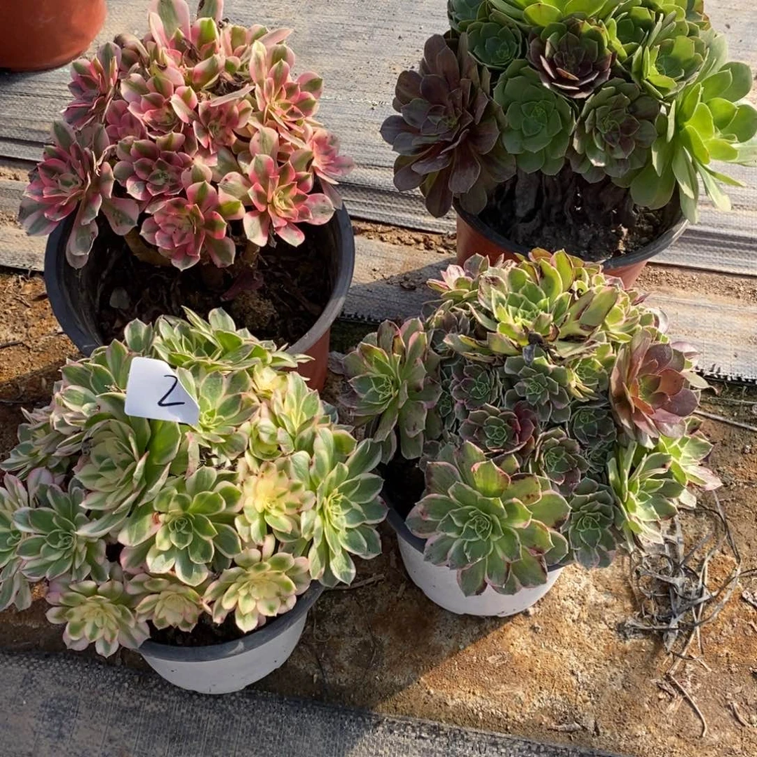 多肉植物组合拼盘2