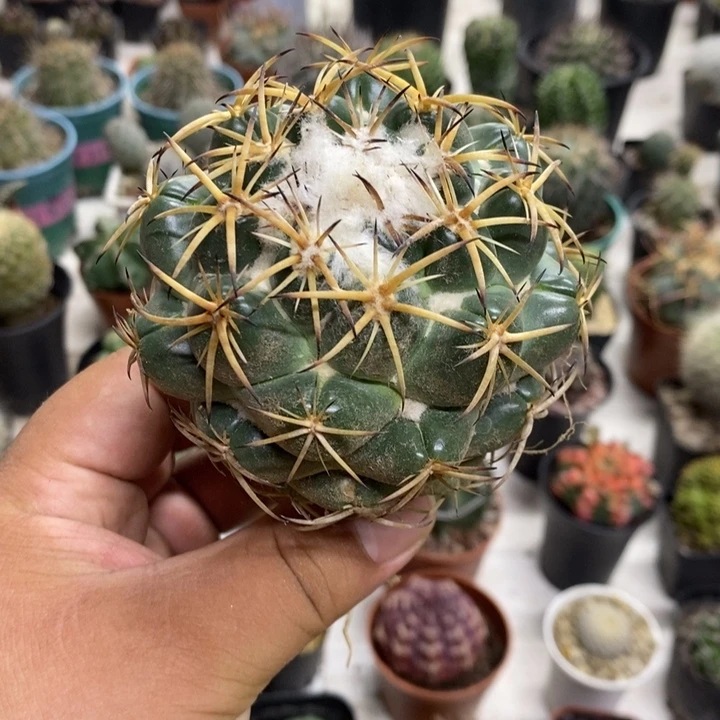 实生天丝象牙特价