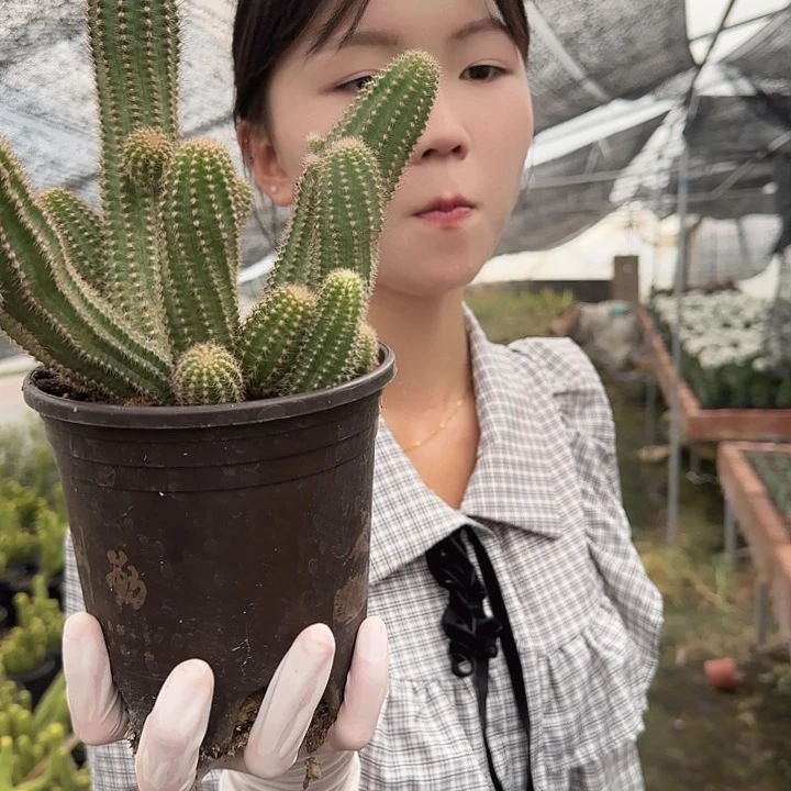 水平梦（掉头掉崽不售后）