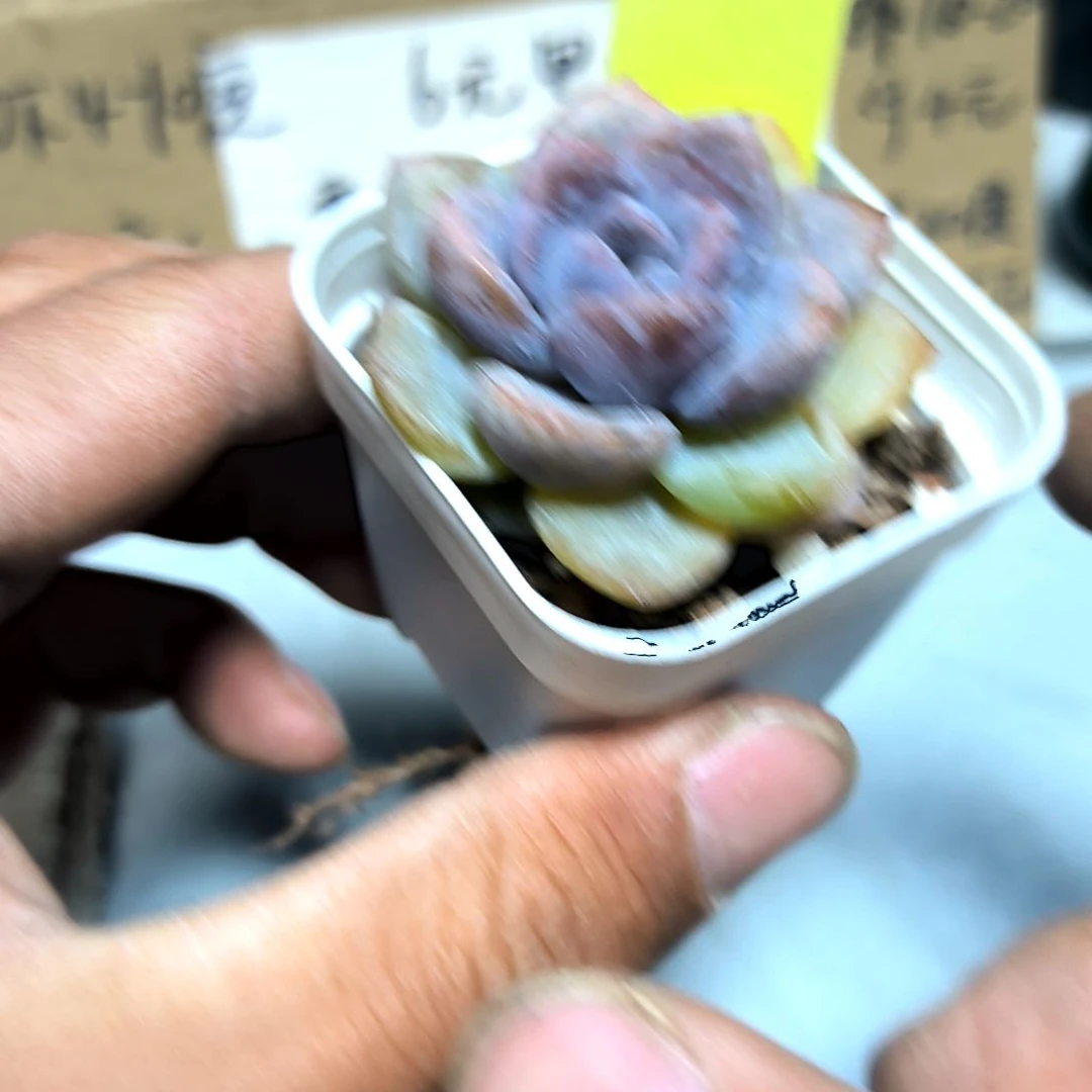 满6元包邮，泡芙一颗