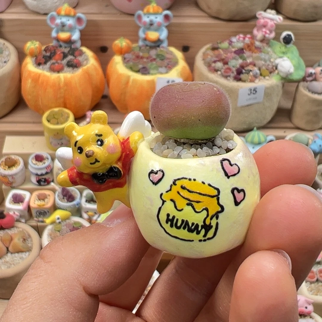 多肉植物60号毛翠滴