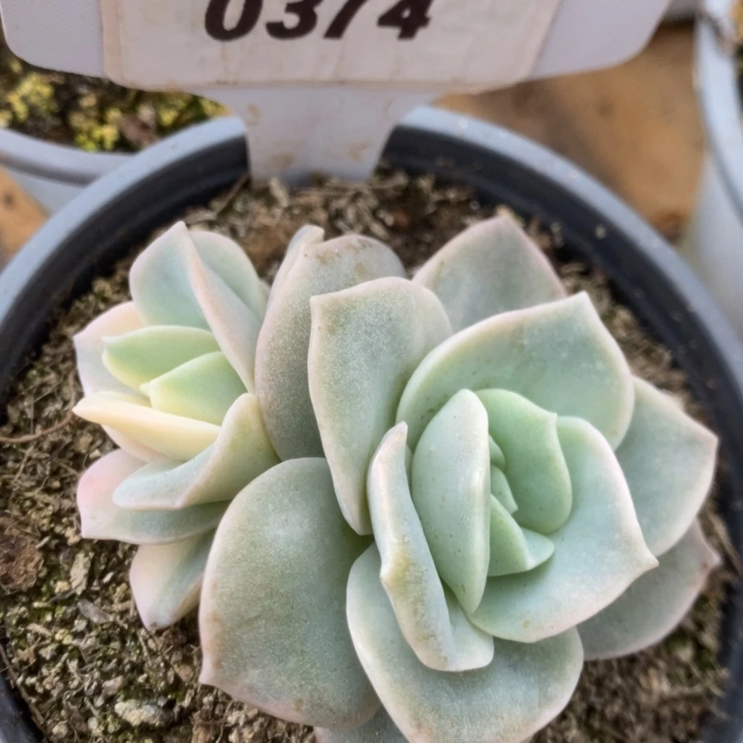 374可爱玫瑰锦锦锦锦锦锦锦