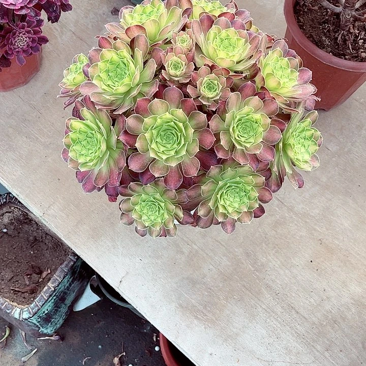 当前无花朵，栽培后可花朵