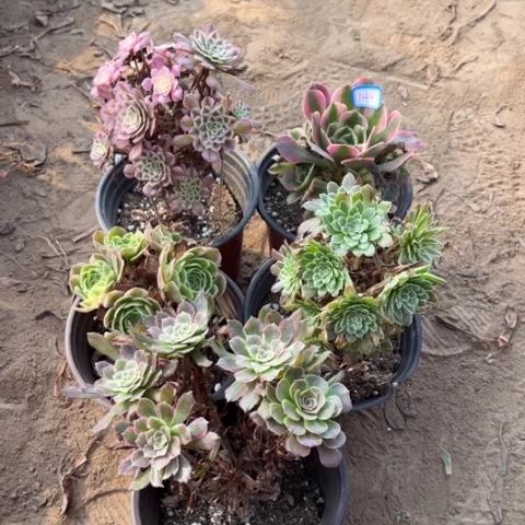 144多肉植物组合，