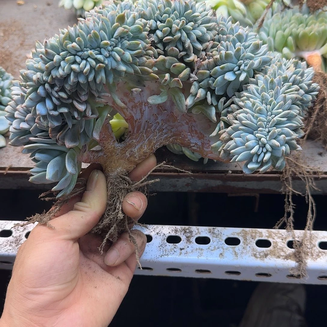 星影树缀无砍多肉
