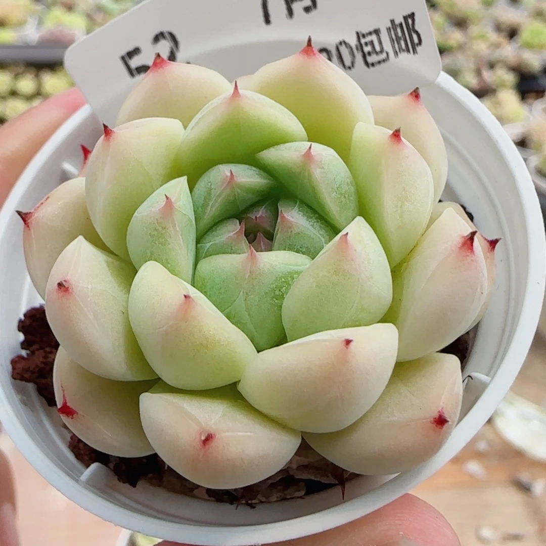 乍***欢花语逸镜0714-52麦秆