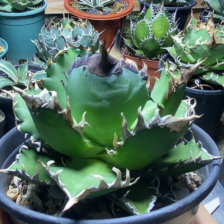 红猫。          龙舌兰