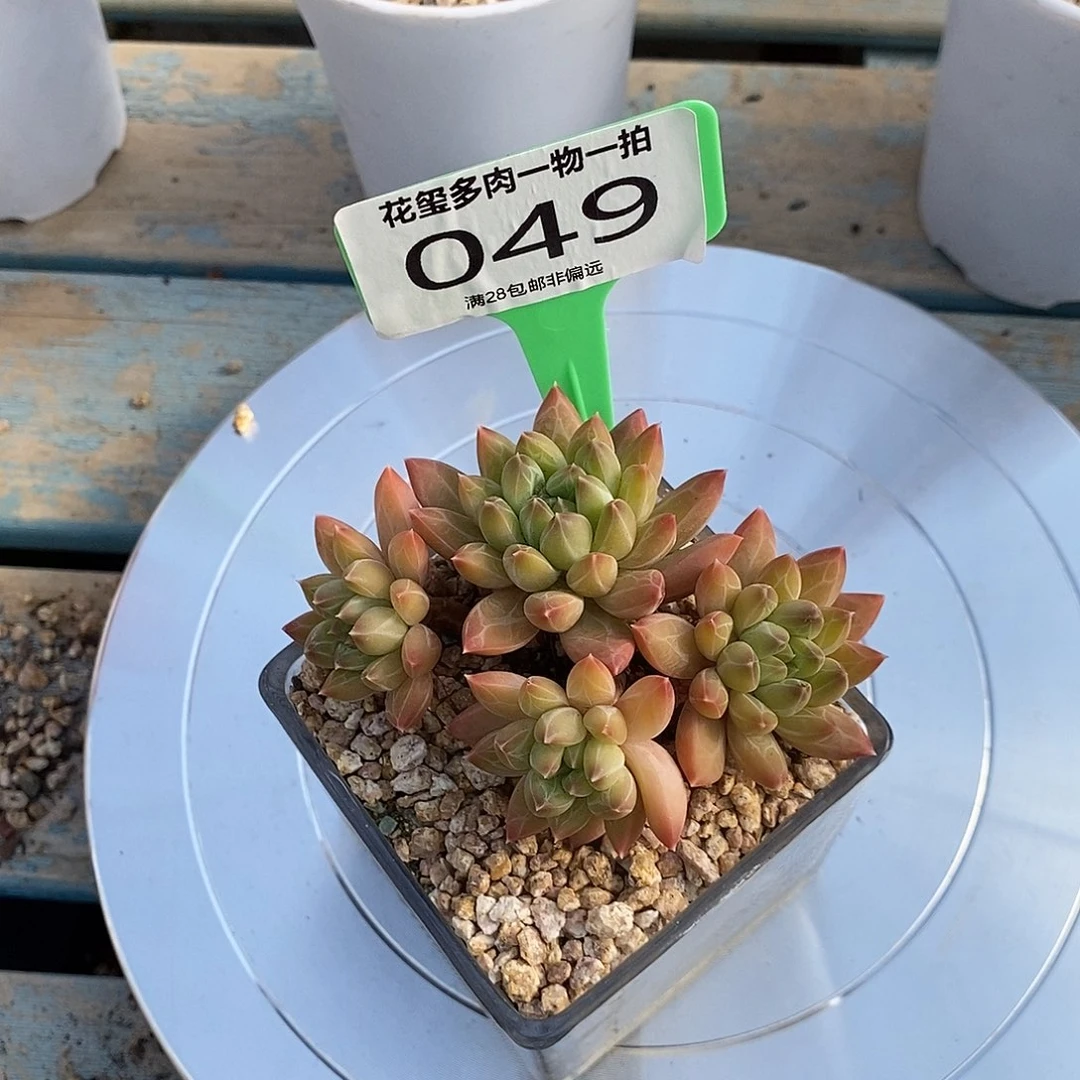 文***哒花玺多肉植物0049