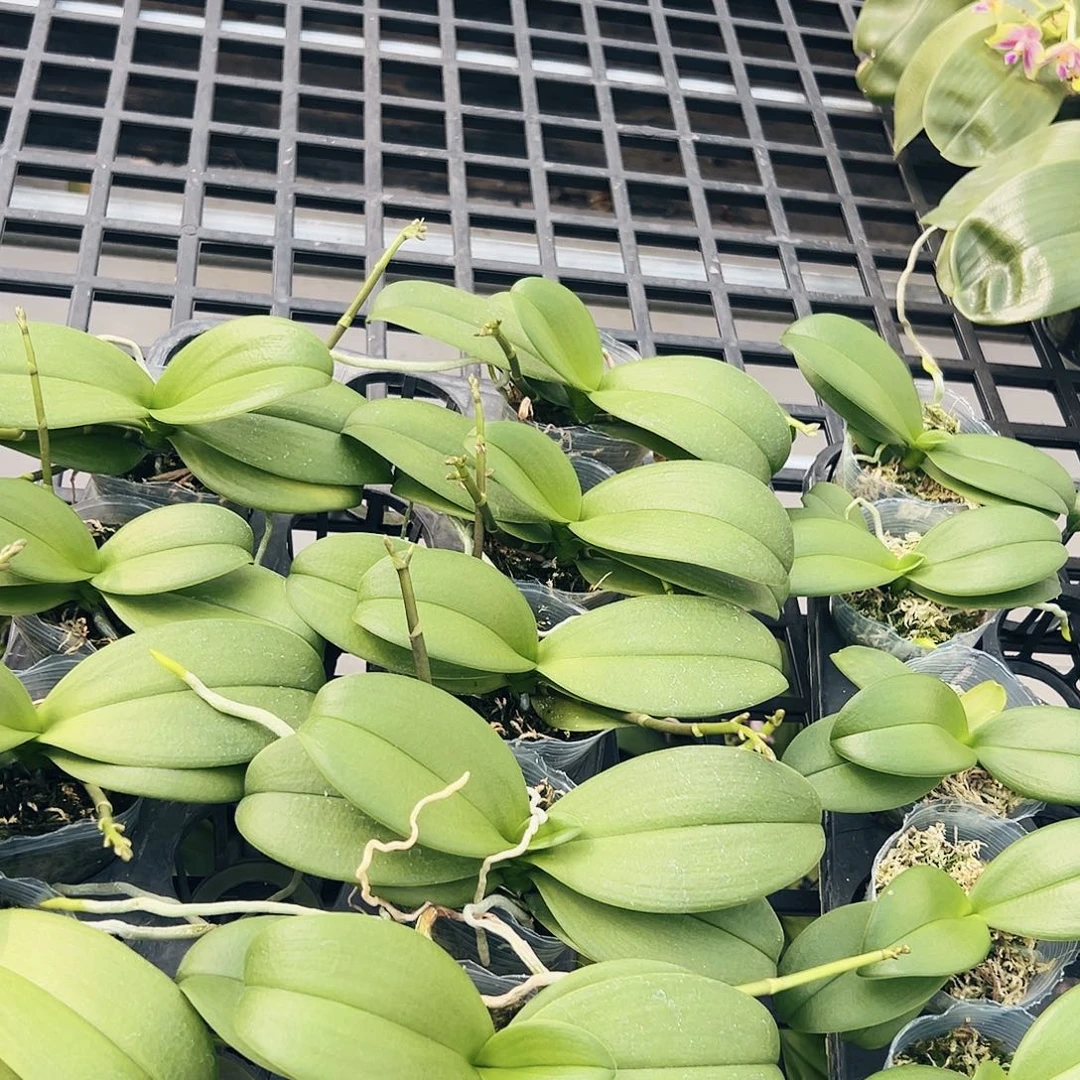 不开花植物紫曈2.5
